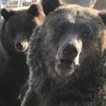 Popular Grizzly Bear At Scottsbluff Zoo Dies