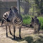 Baby Zebra Born At Scottsbluff Zoo