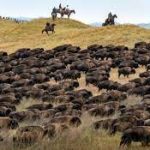 Custer State Park Buffalo Roundup Friday, But Arts Festival Begins Thursday