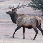 Wind Cave National Park Invites Visitors To Elk Bugling Programs And Tours