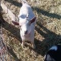 3 Pygmy/nigerian baby goats