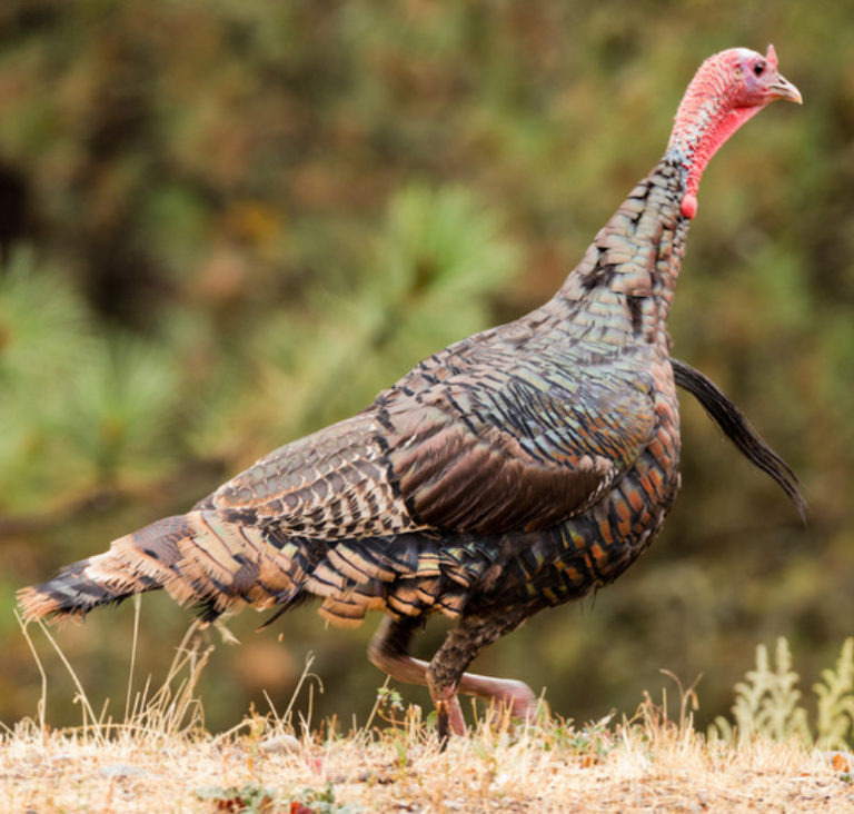 Nonresident Nebraska Spring Turkey Permits Sold Out KCSR / KBPY