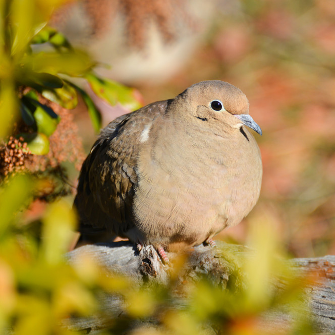 Dove Hunting Season Opens Sept. 1 in Nebraska KCSR / KBPY