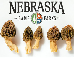 Morel Mushroom Season has Begun in Nebraska