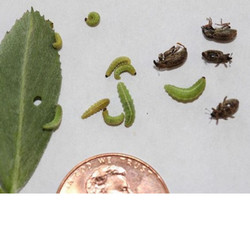 Start Scouting Now for Alfalfa Weevil
