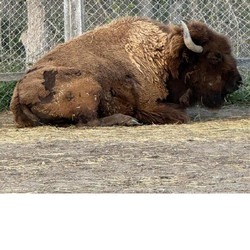 Scottsbluff Zoo Says Goodbye to their American Bison, Doc
